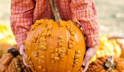 Fall Events In Colorado Springs