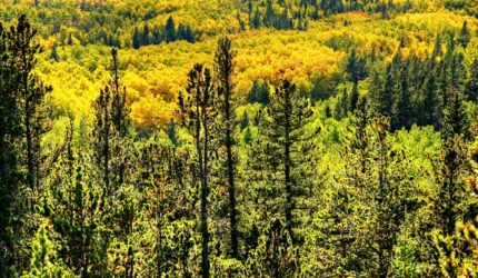 Colorado Springs Native Plants